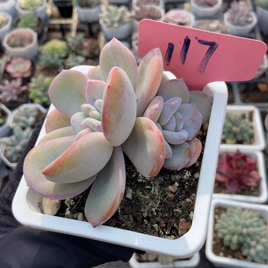 117奶茶多肉植物多肉