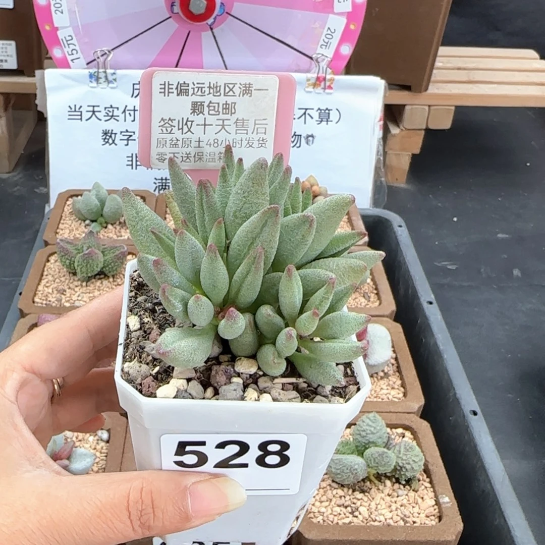 老**楷528大红嘴多肉植物