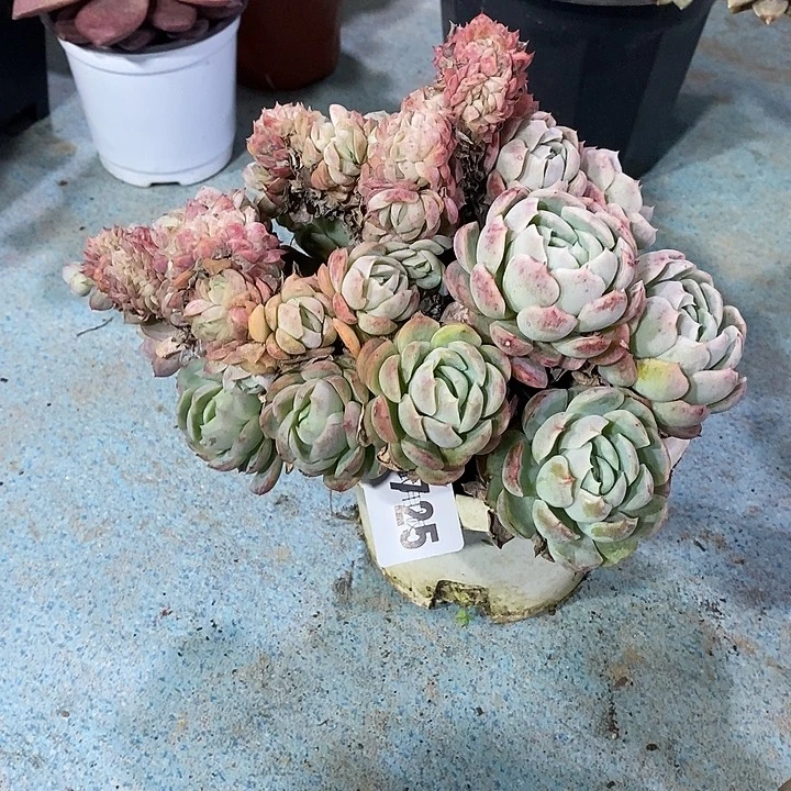 煥***725贝瑞缀多肉植物多肉