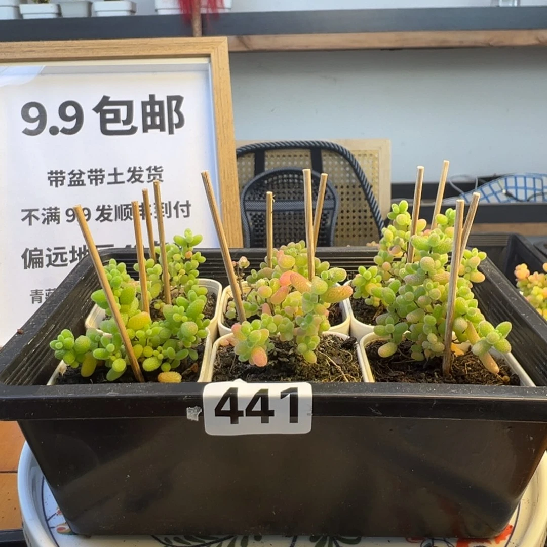 枝干番杏多肉植物441