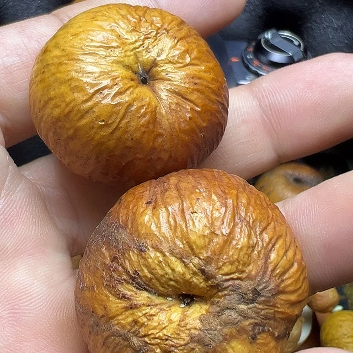 吊坠凤眼菩提多星凤眼干果