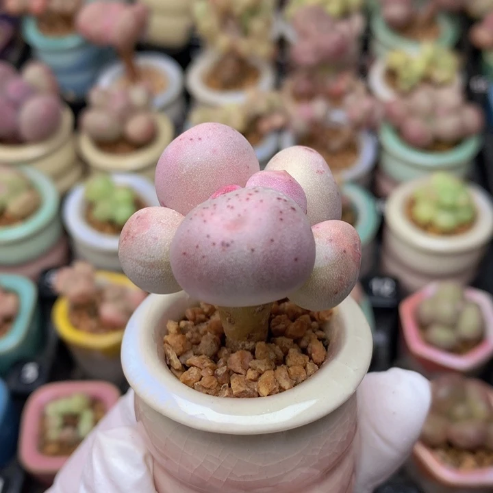 033 米可奶酪 大单头 木质老桩