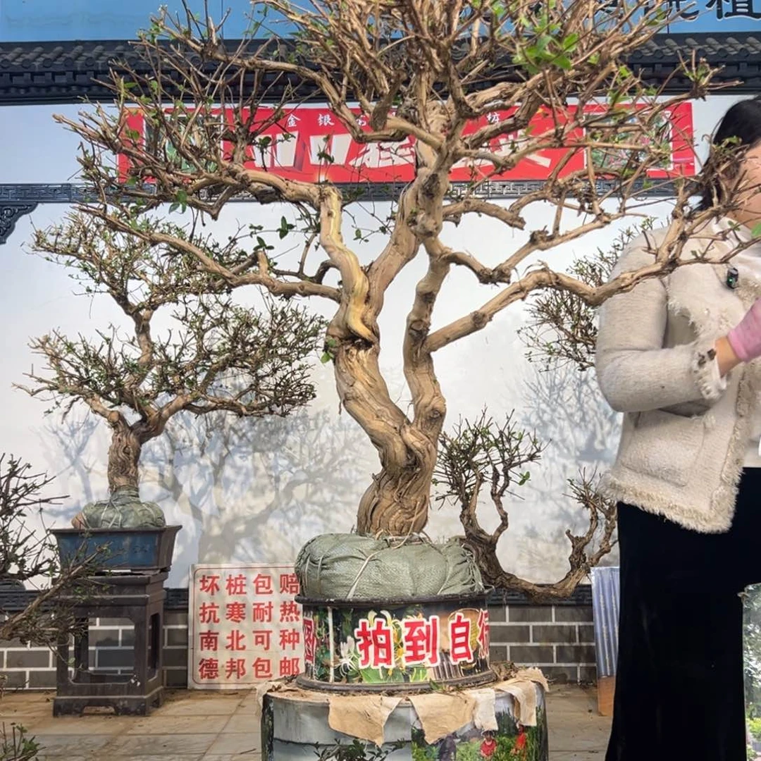 无花朵金银花8888