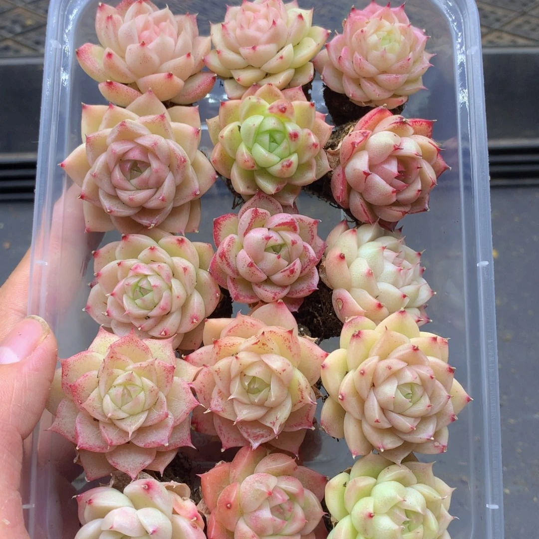 反反复复还是很开心026