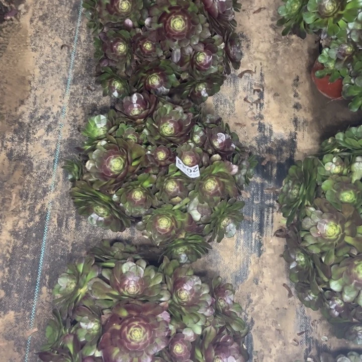 2044南万圣节三颗不包损多肉植物