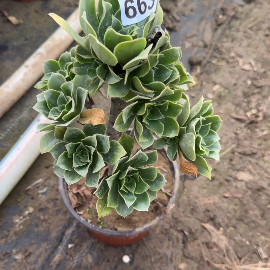 香腹多肉663满28包邮断枝不包