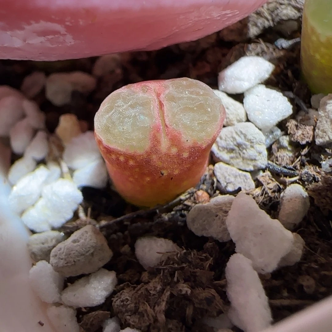 橘***C肉锥多肉植物百科26-901