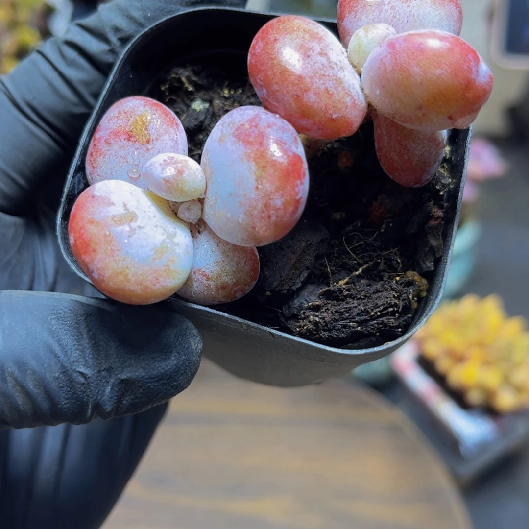 833雪美人7厘米多肉