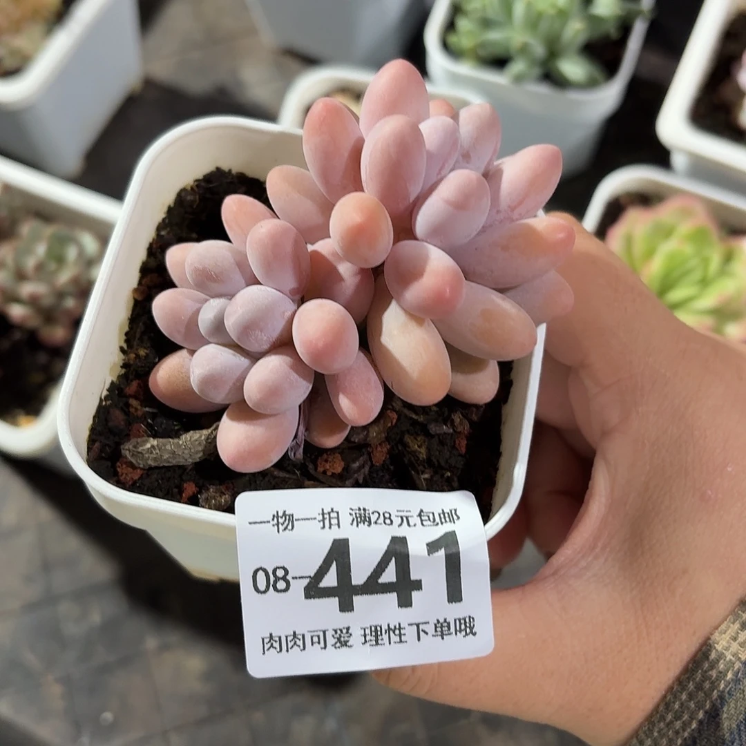 汤圆多肉无盆土发货无盆