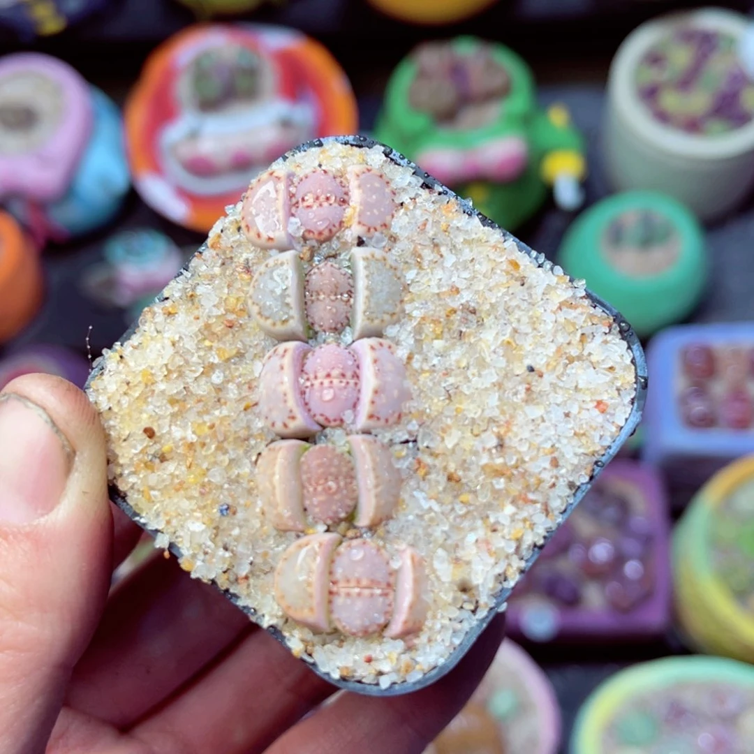 188生石花带盆发