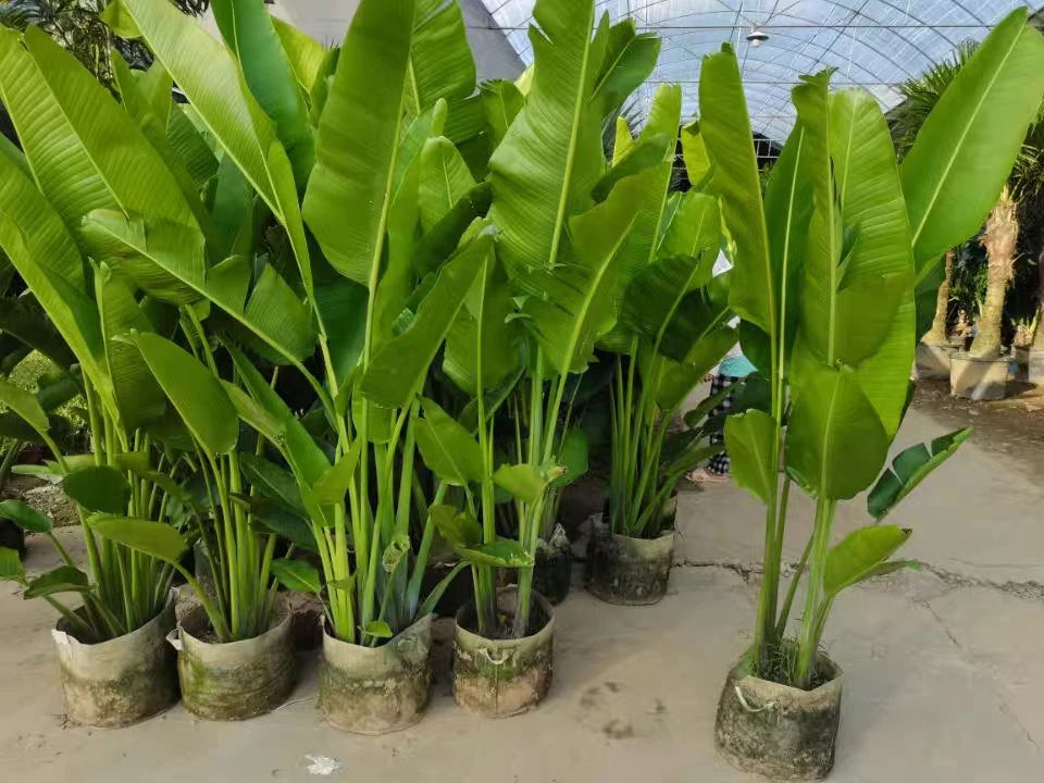 旅人蕉盆栽大型室外美人蕉庭院走廊大绿植阳台花园养易耐活天堂鸟