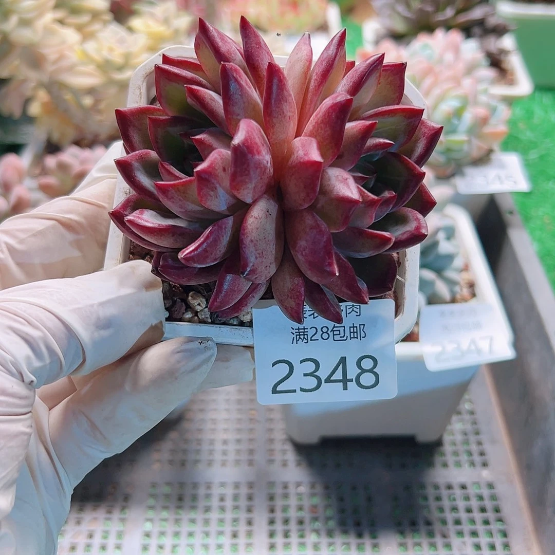 多肉一物一拍植物2348