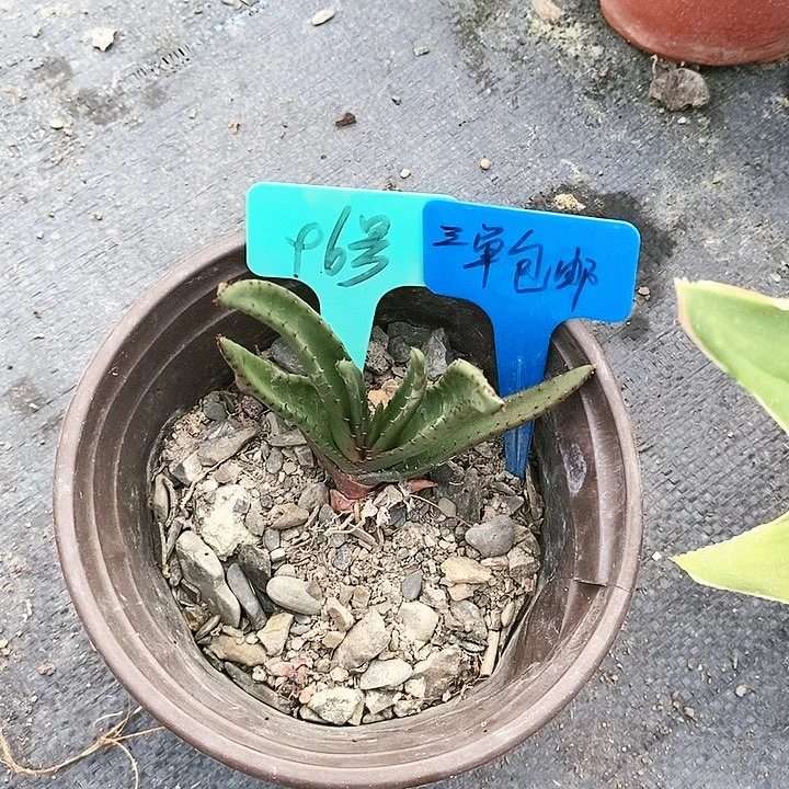 【闪购商品】无花朵黑太刀芦荟