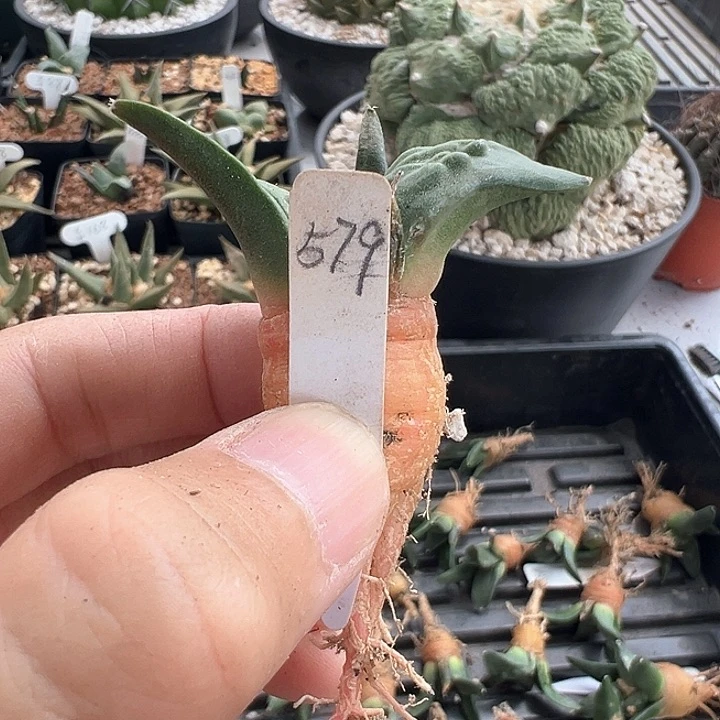龙***3完全开放怒涛 实生冠幅5cm
