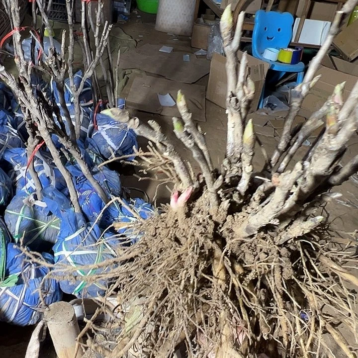 欣***妈完全开放赵粉多枝条