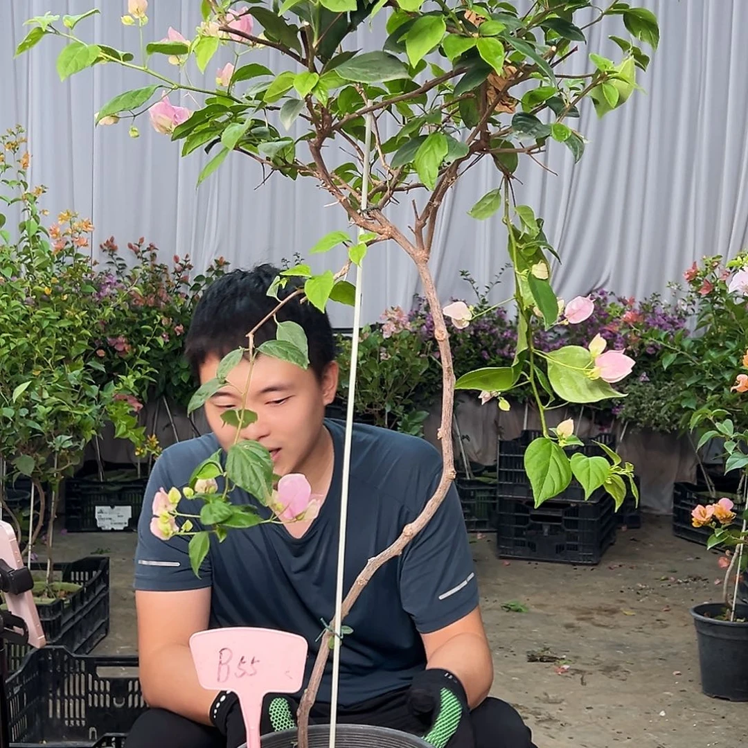 叽***啦当前无花栽培后可以开花B55广红樱
