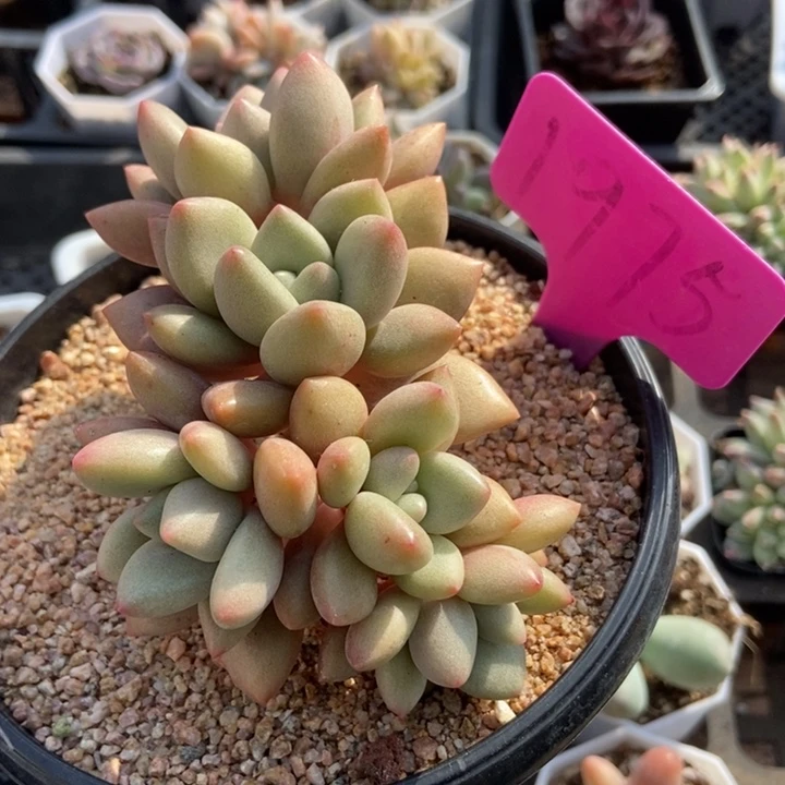 1975桃花源多肉植物保护