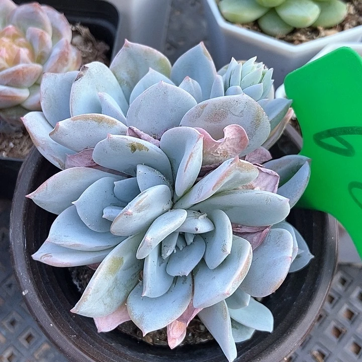 多肉植物白茶群689