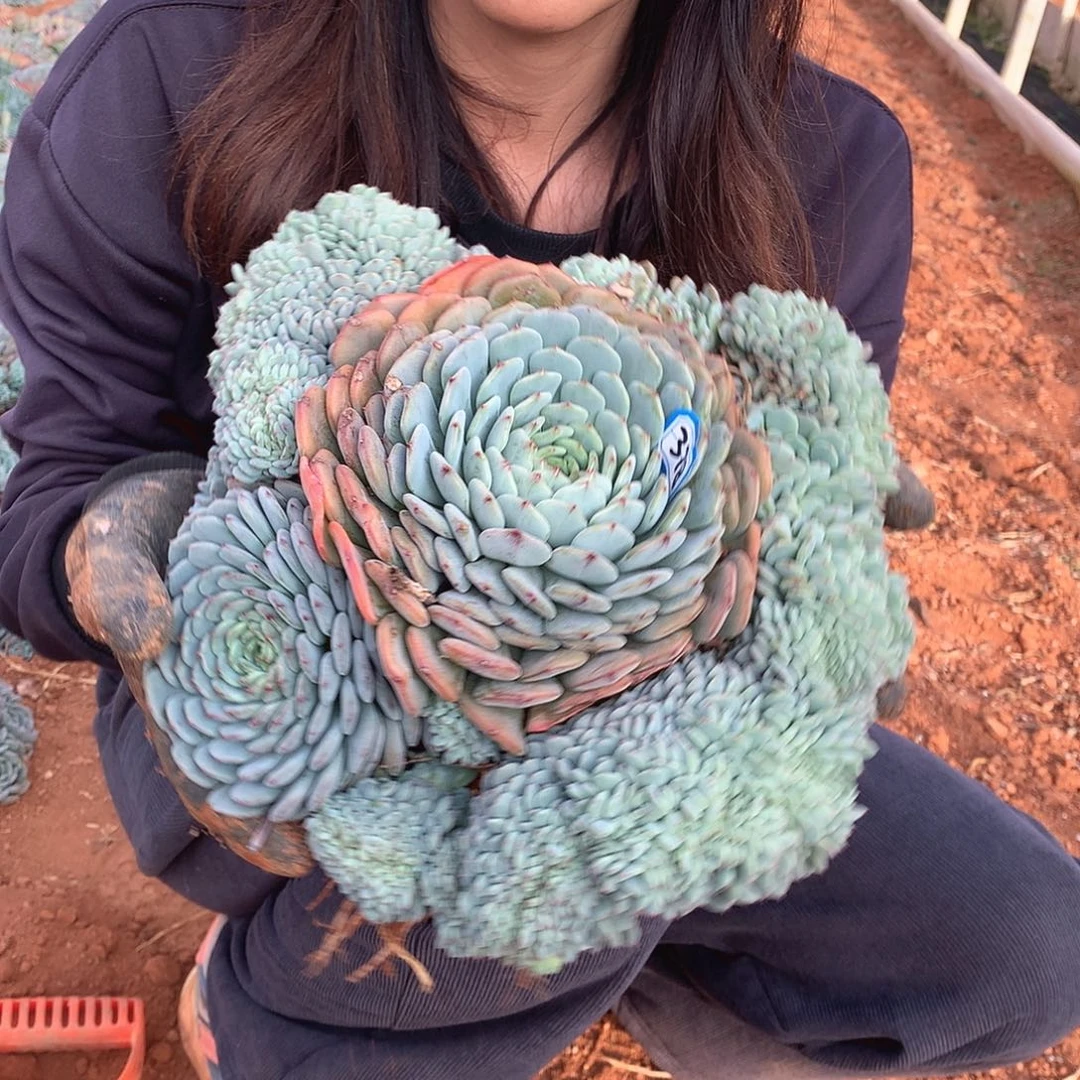 㴓***趝378白胖子 一物一拍