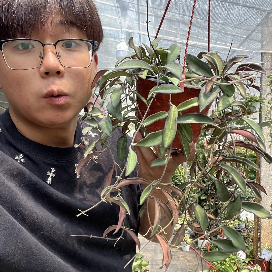 太行家【波顿球兰】养护简单颜值高