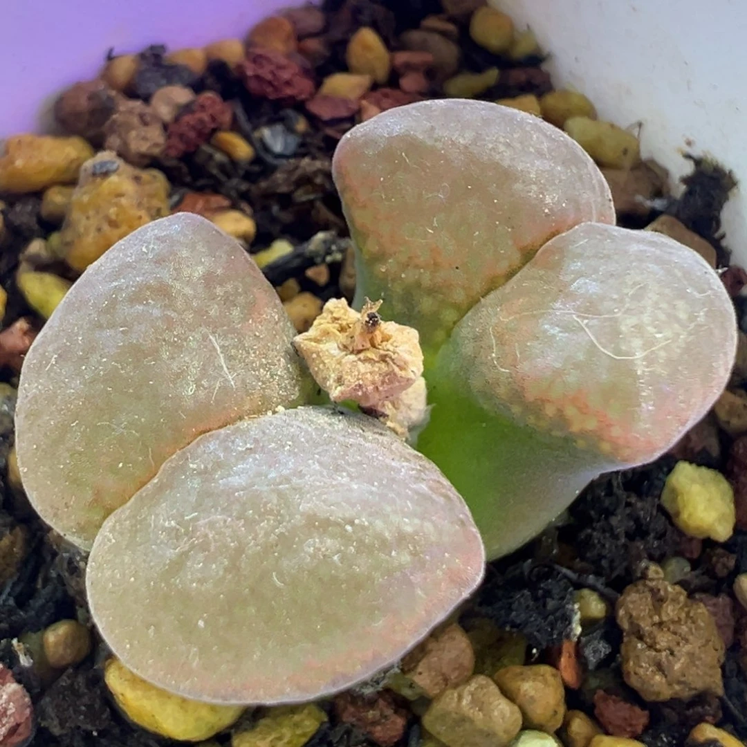 双头Pnsp 风铃 青蛙家 肉锥植物