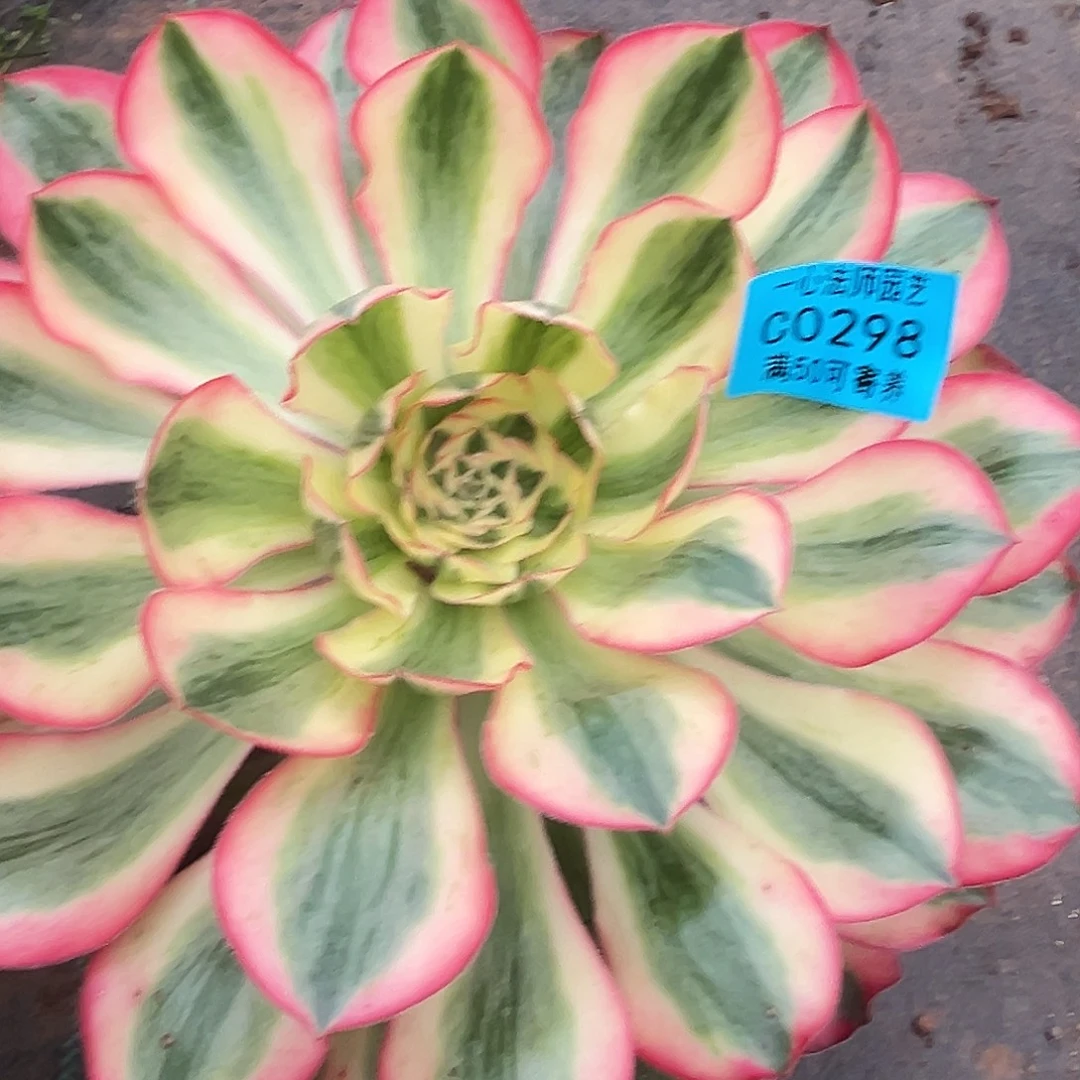 多肉植物0298爱丽丝