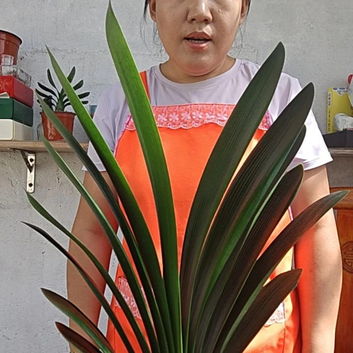 二***活无花朵二丫记录生活108
