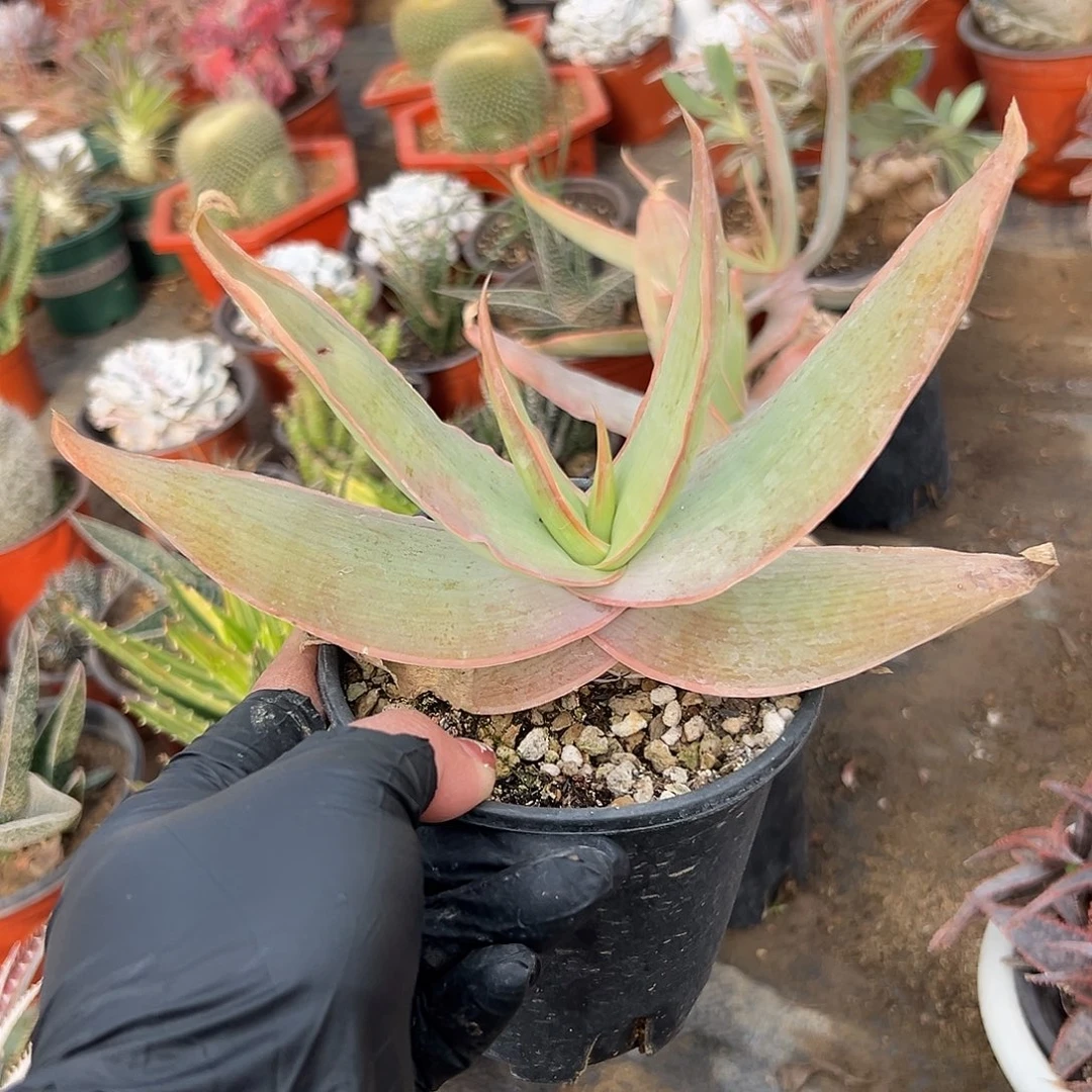 多肉植物银芳锦单头