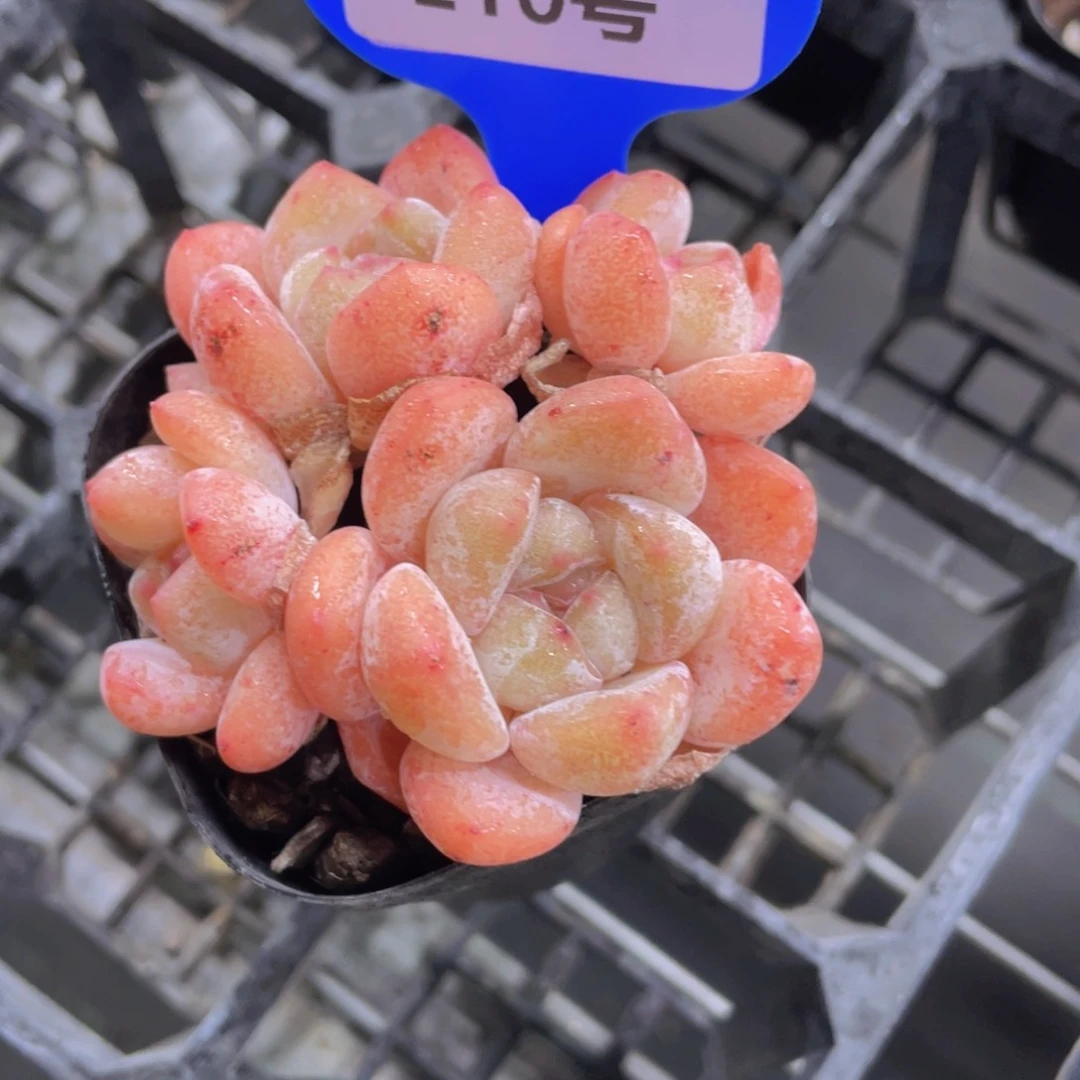 210号精品大白兔四头