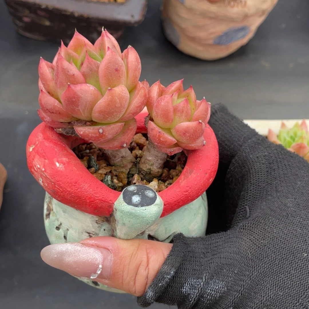 枫叶东云老桩带盆