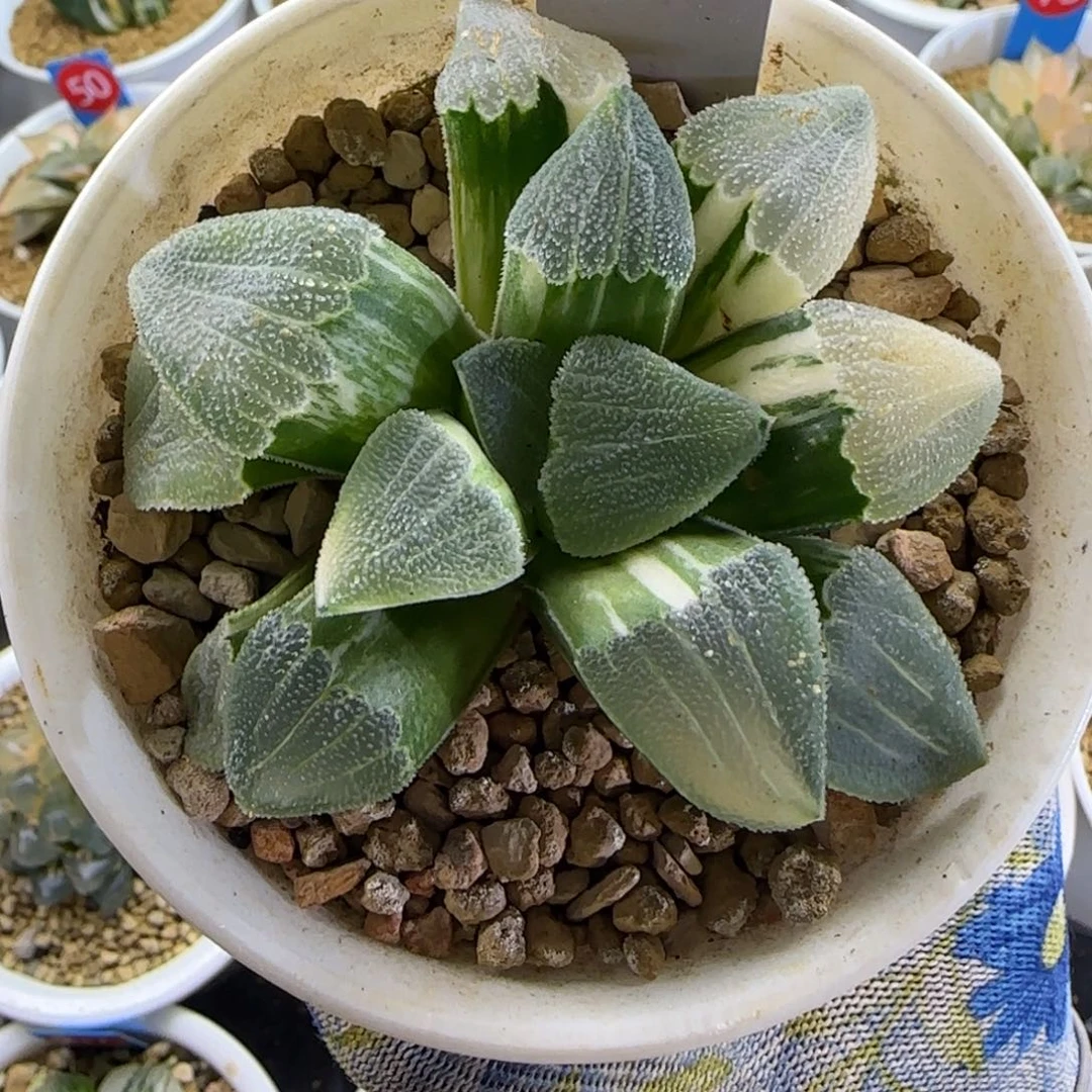 293蓝光磨面锦 7 厘米左右一物一拍带盆