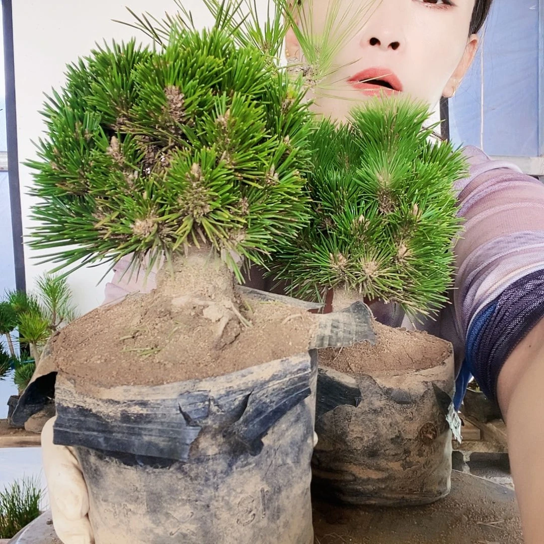 无花朵植物形态多年生草本