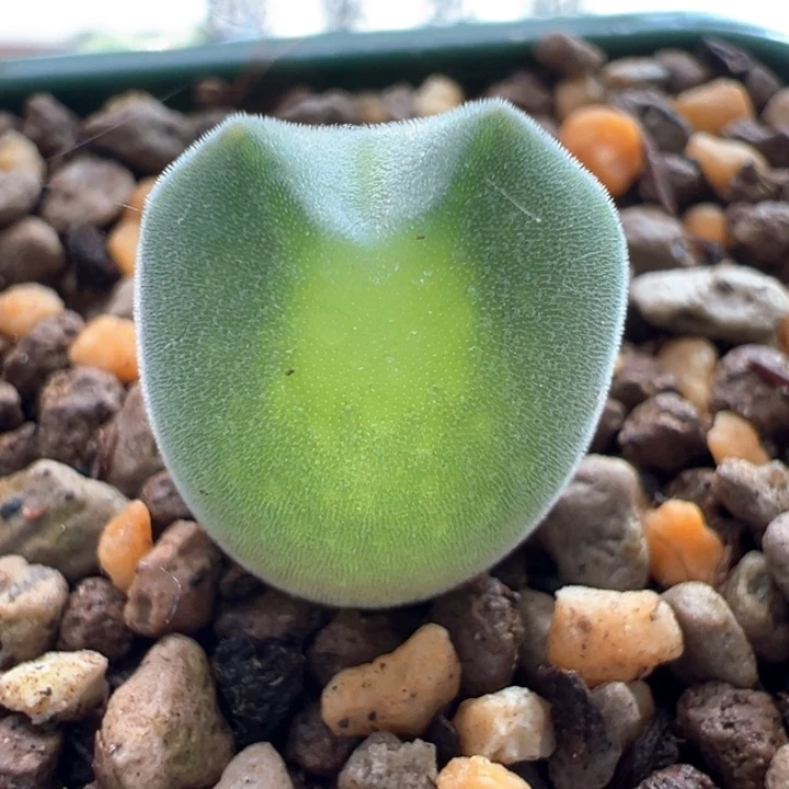 115。 青蛙2年红标特选大眼睛