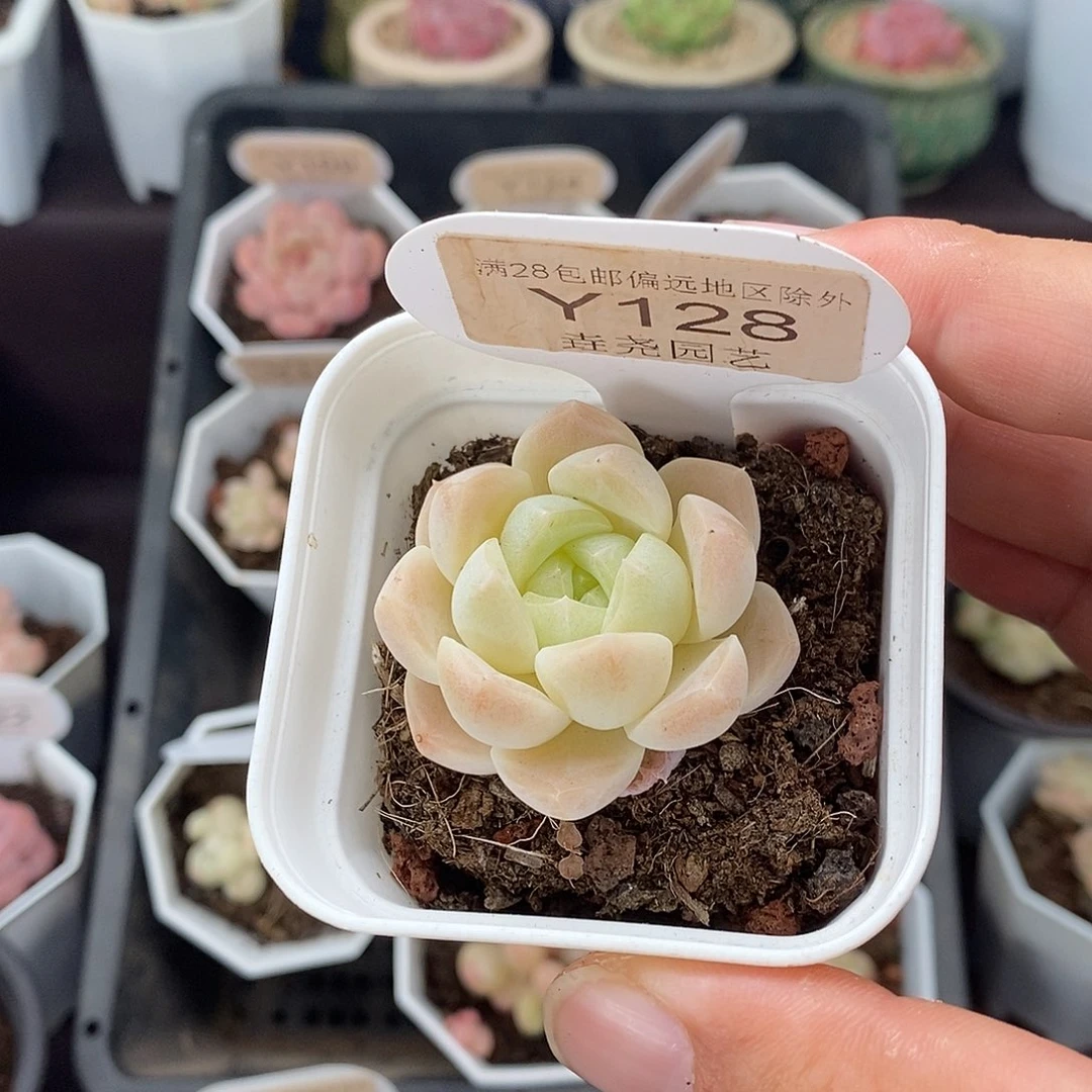 0128 白桃汽水 4cm