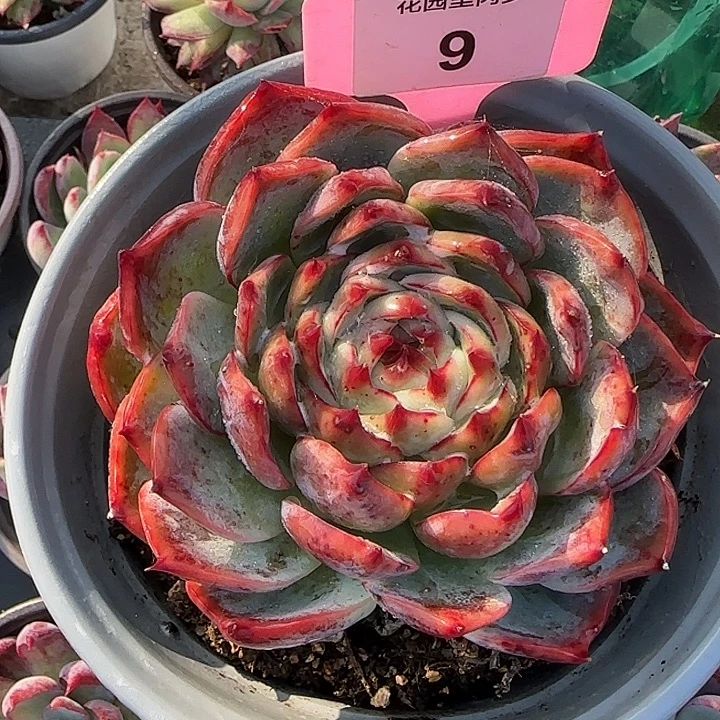 9 惊鸿仙子10-12cm