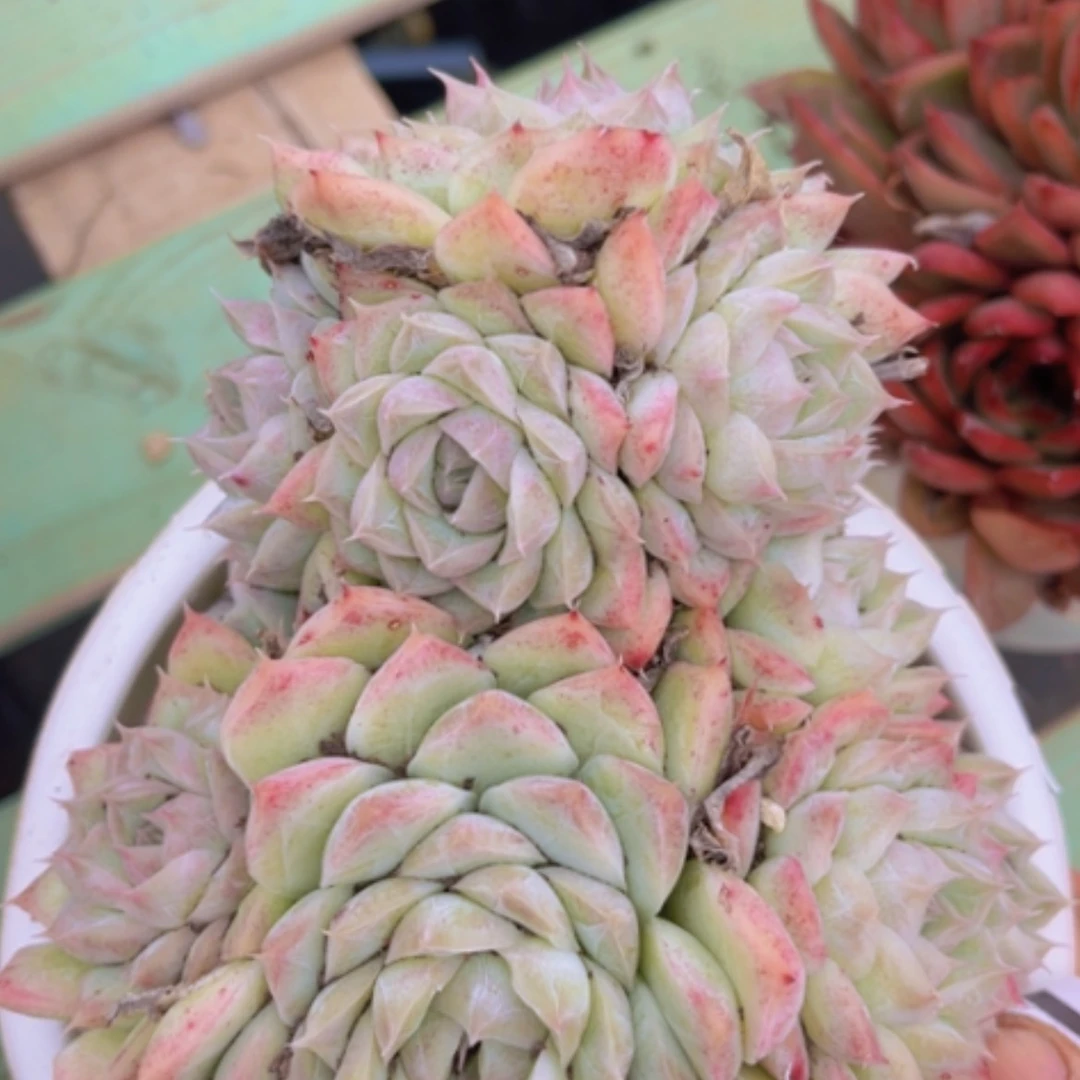 【闪购商品】桃熏女王0445