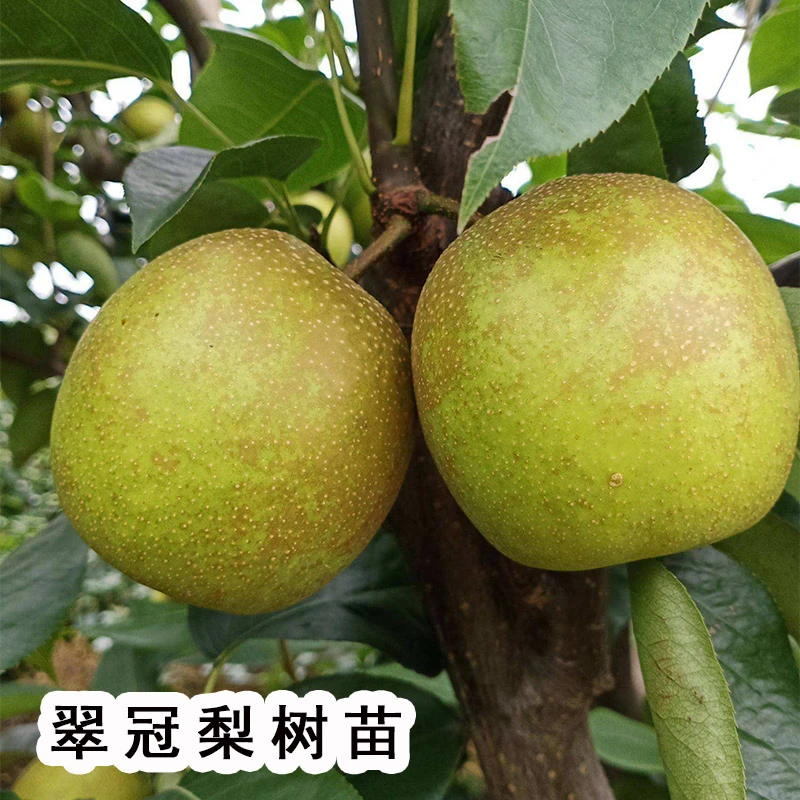 嫁接新品种早熟蜜糖梨苗翠冠梨树苗南北方种植盆栽地栽果树苗