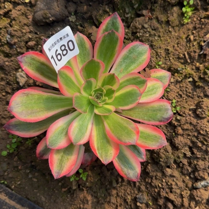 1680男神多肉植物