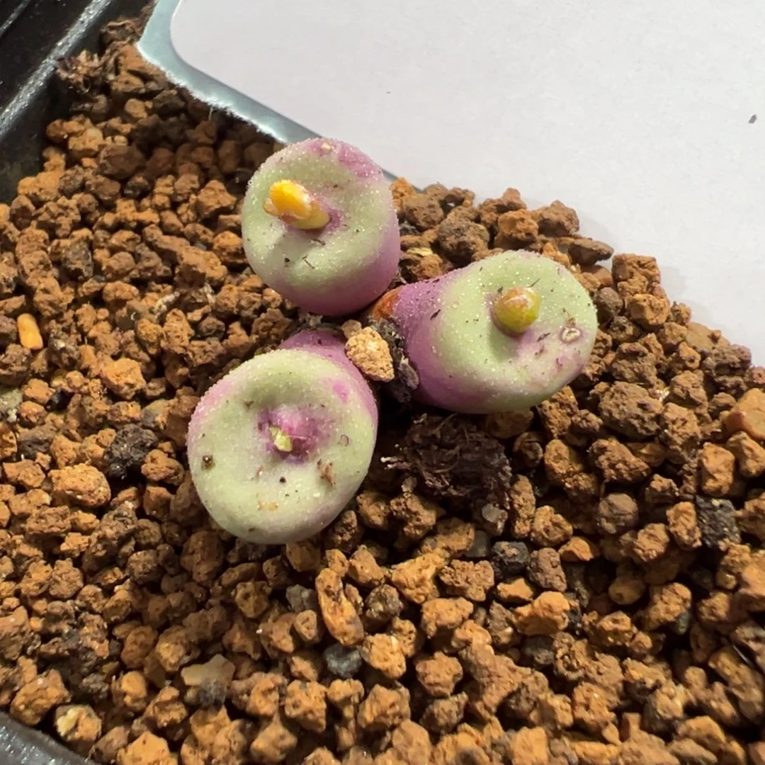 13-53肉锥多肉植物