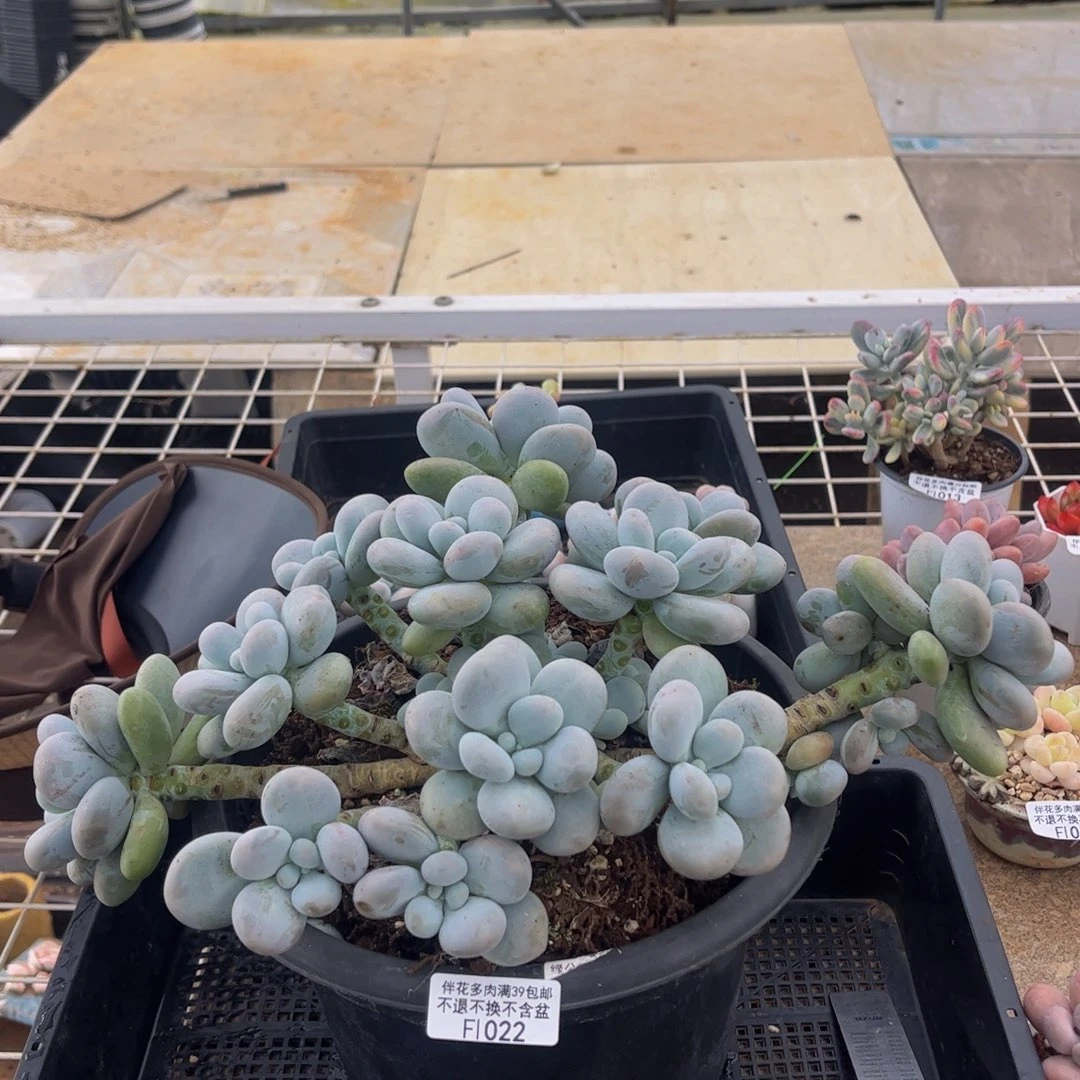 022-老庄芭比奶多肉18cm