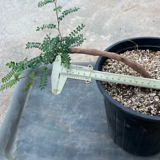 象足漆树根插脱土发货