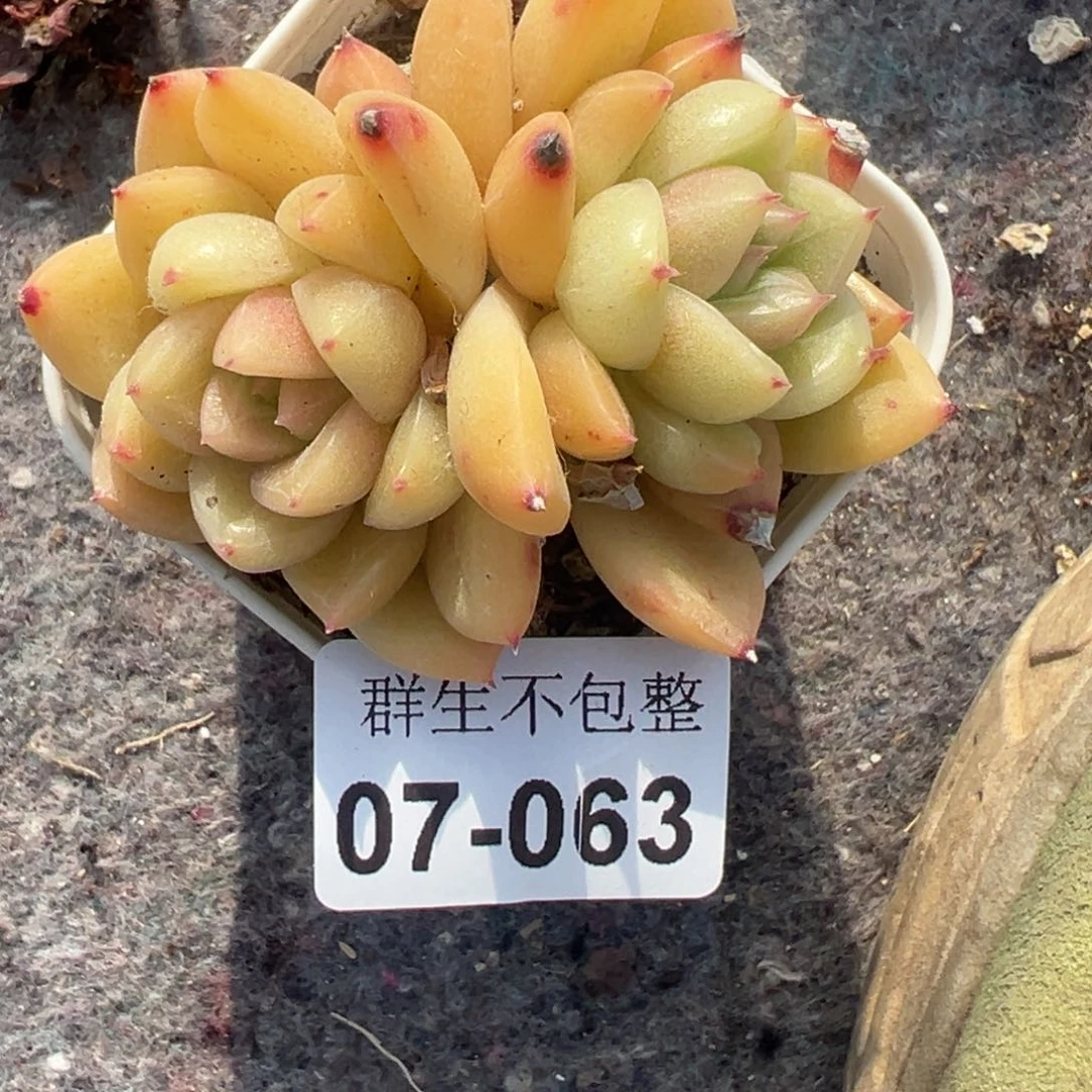 小卡拉米糖心一物一拍7-63