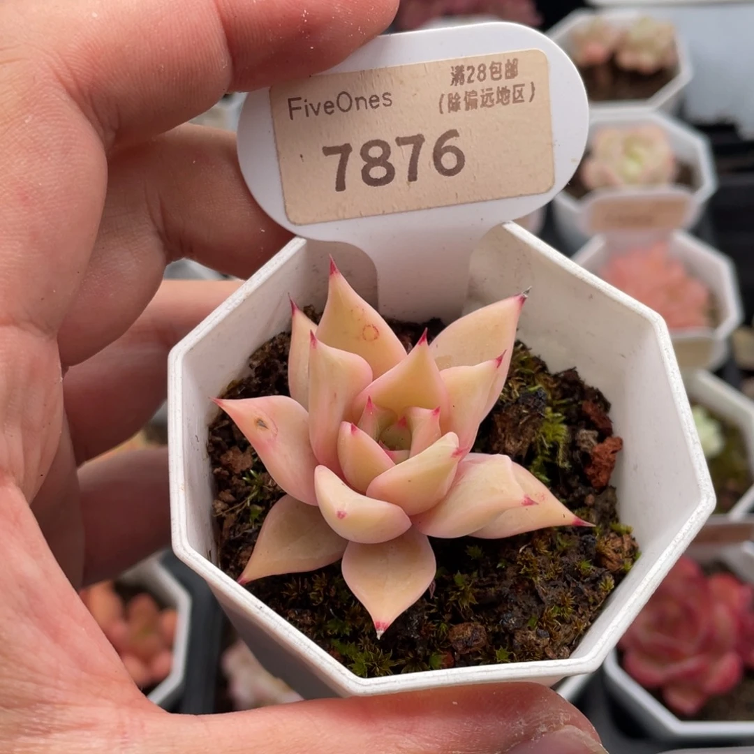 饺子皮7876-5厘米