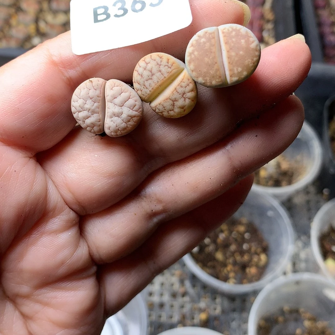 C**?B363多肉植物保护研究所