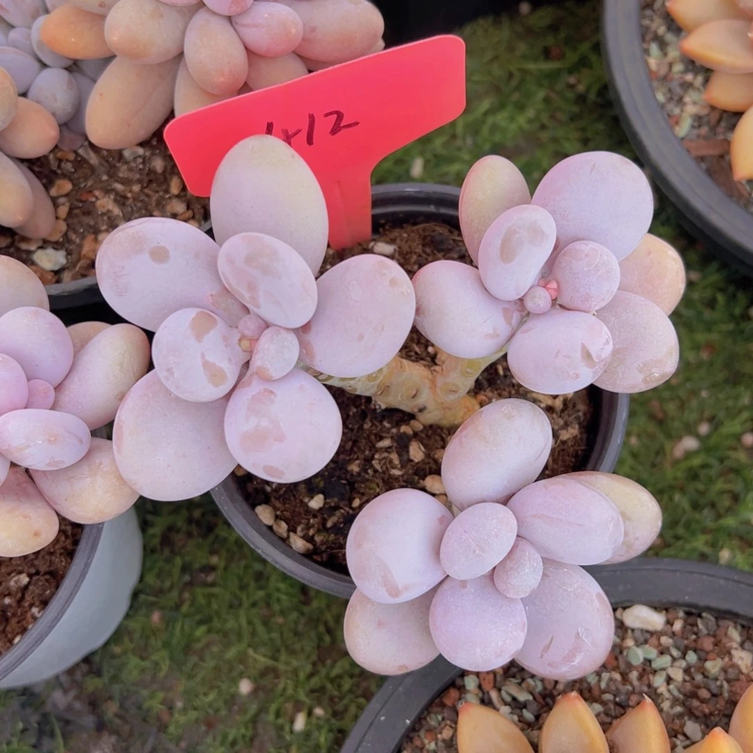 香玉的故事是一个人的故事