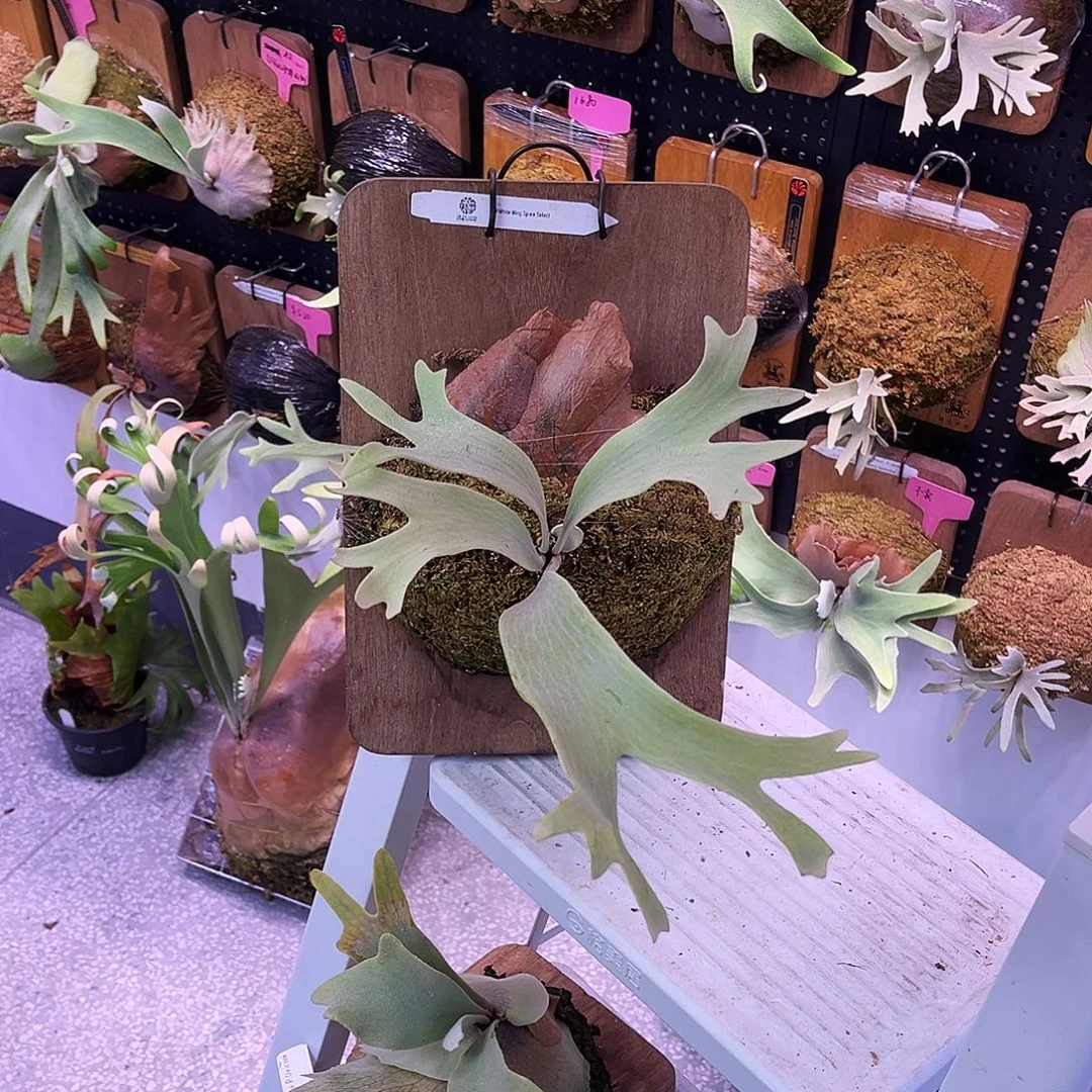 tk 白翼特选 孢子苗