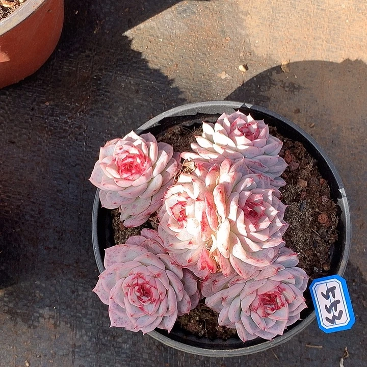 553天鹅绒一物一拍多肉