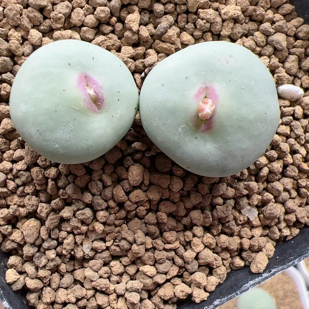 【闪购商品】53 大型红嘴