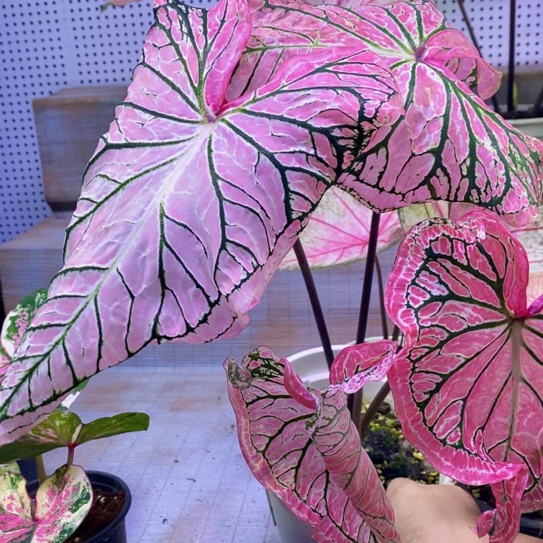 【闪购商品】不开花植物胡椒薄荷923