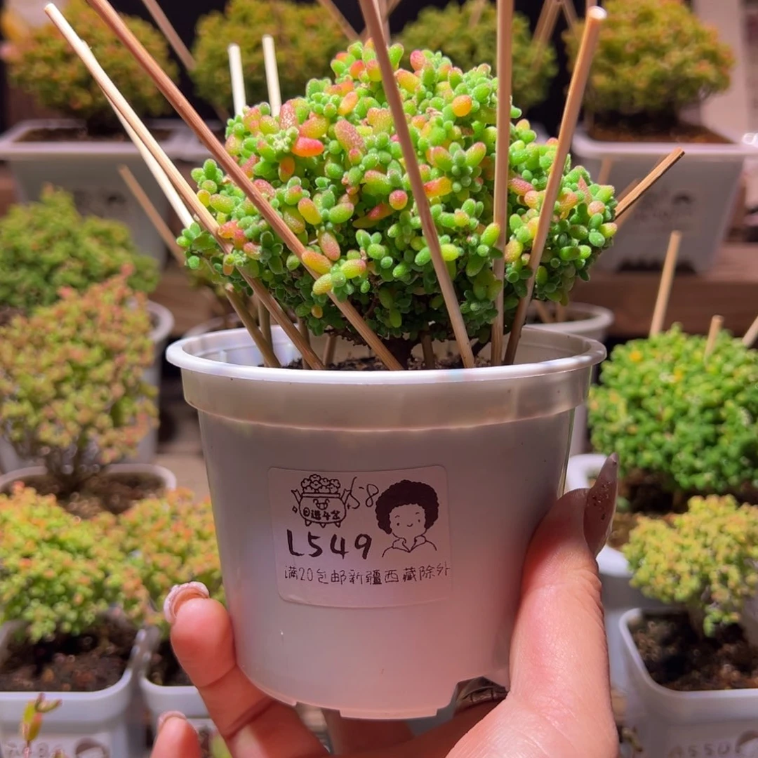 蜜橘549带盆土发货一物一拍